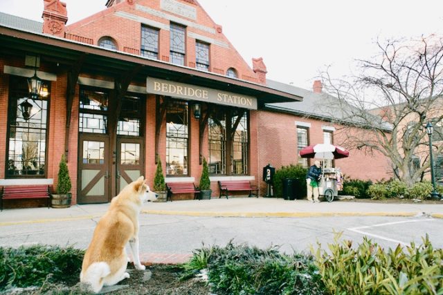 Hachi waits by train station in “Hachi: A Dog’s Tale”