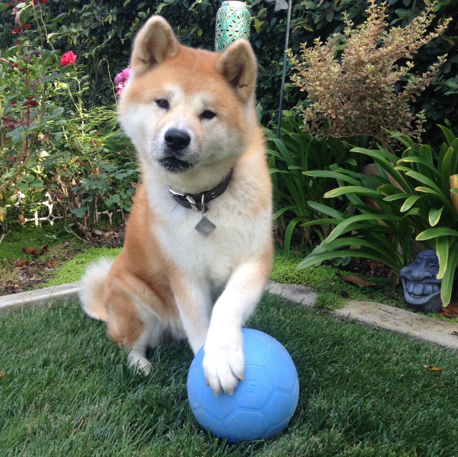 Chico playing with ball