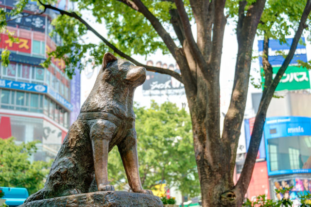 Hachi statue at Shibuya Station, sunny day