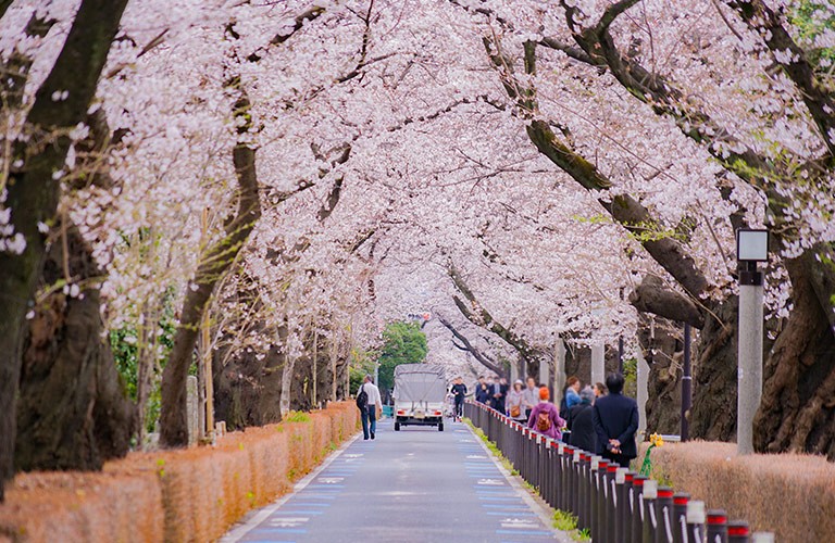 Aoyama cemetery where Hachi is buried along with Professor Ueno and wife Yaeko.