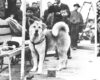 Hachiko 1930’s Shibuya