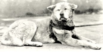 Hachiko waits at Shibuya Station, 1930’s