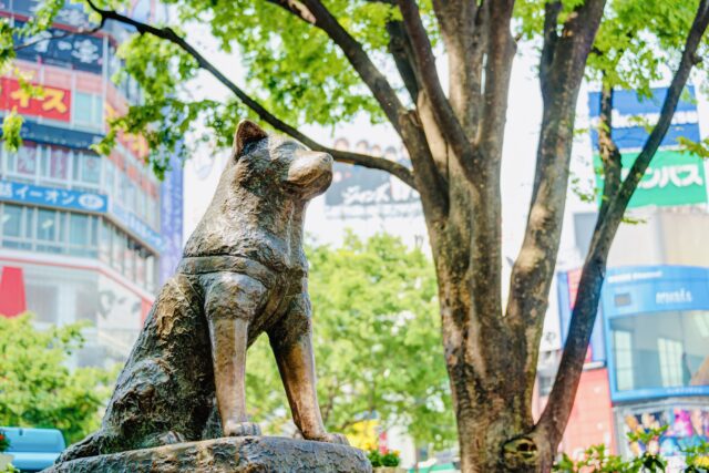 Hachi statue under tree