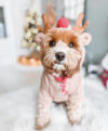 Small dog decorated for Christmas