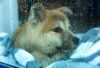 Akita puppy rainy day at window