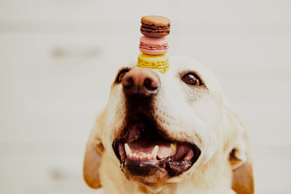 Dog balances treats on head