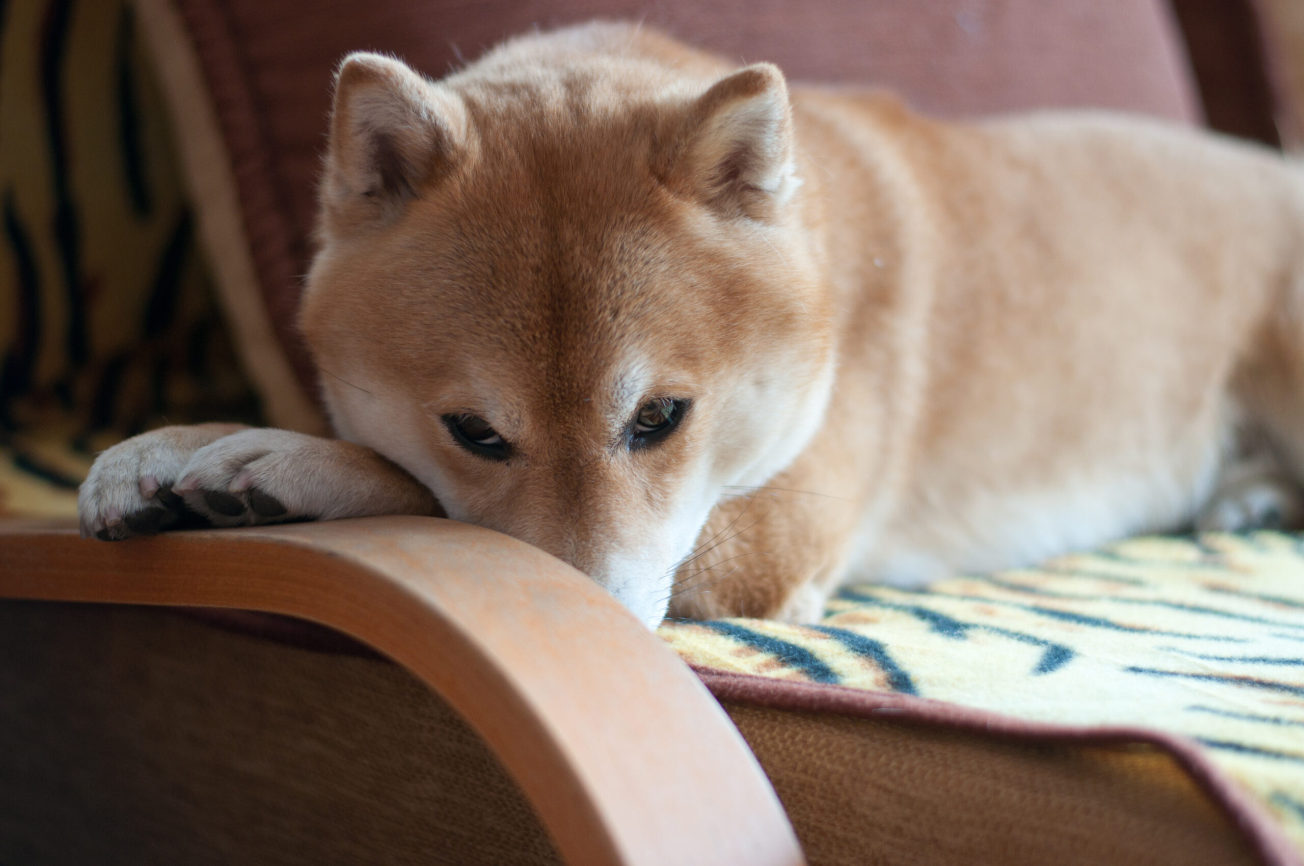 Lonely puppy on chair