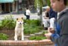 Hachi waits at train station