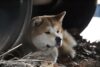 Hachi waits under box car