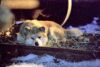 Hachi laying under box car at night