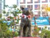 Hachiko statue at Shibuya Station