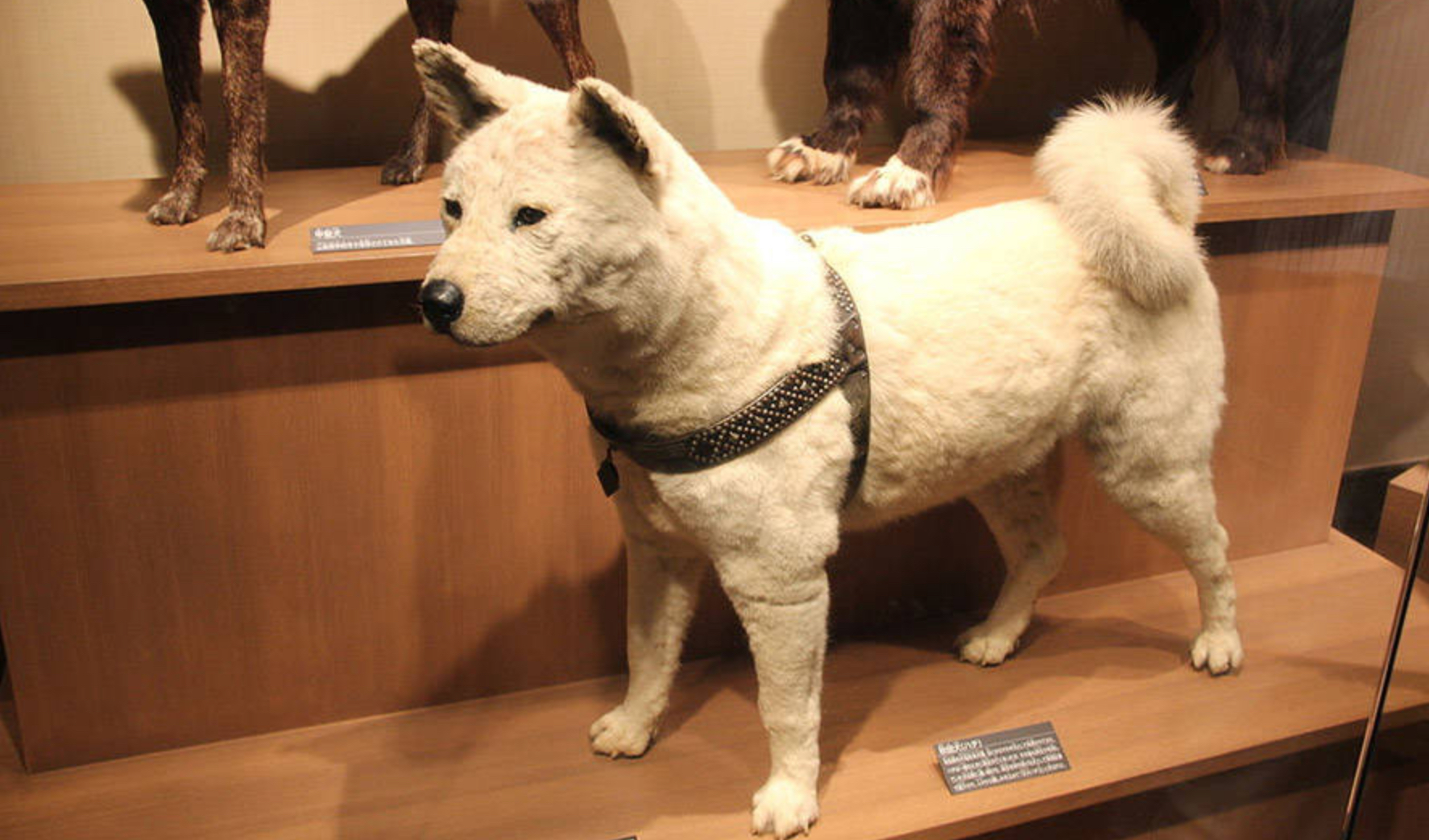 Hachi stuffed body at Ueno Natural History Museum